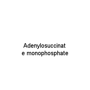 Adenylosuccinate monophosphate